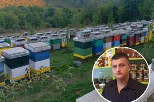 Mart je najkritičniji mjesec za pčele - šta se mora uraditi?