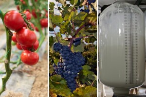 Voće i povrće u BiH pršću i zabranjenim pesticidima: Mlijeko čisto k’o suza