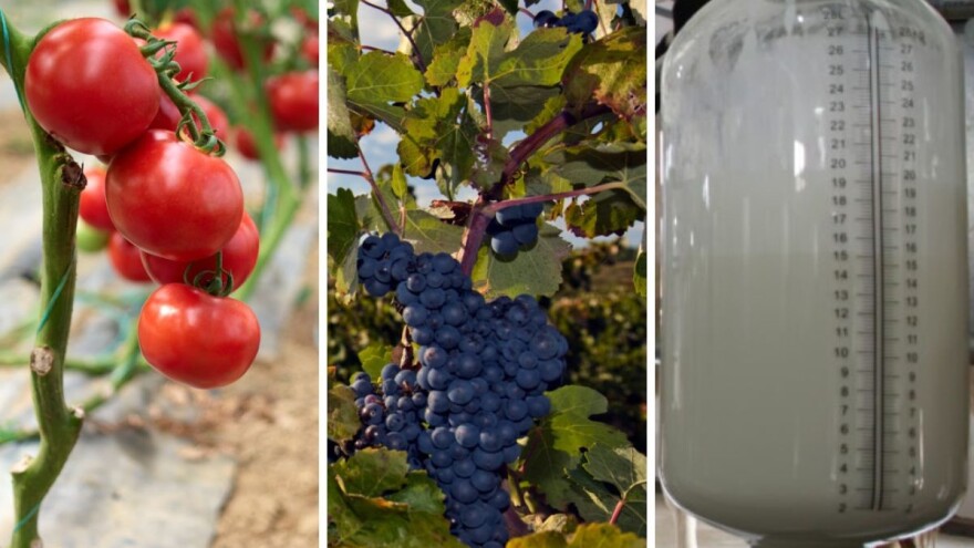 Voće i povrće u BiH pršću i zabranjenim pesticidima: Mlijeko čisto k’o suza