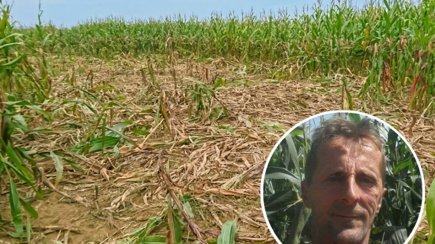 Divlje svinje preko noći sravnile silažni kukuruz sa zemljom