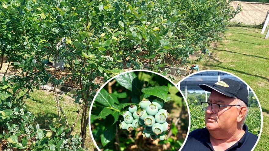 Berba borovnica će kasniti, kakva će biti otkupna cijena?