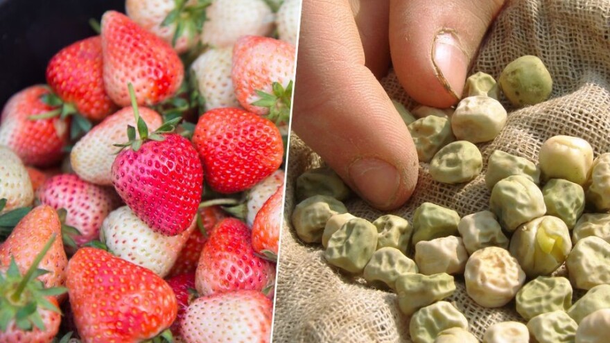 Zabranjen uvoz pošiljke jagoda i sjemena graška u BiH