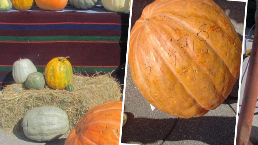 Iz Prijepolja dovukao tikvu "ludaru" i pobijedio u BiH