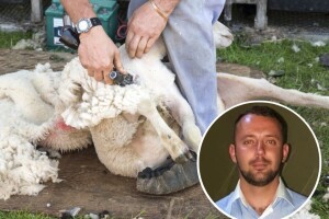 Najpoznatiji "frizer za ovce": Lea Sušića traže i čobani