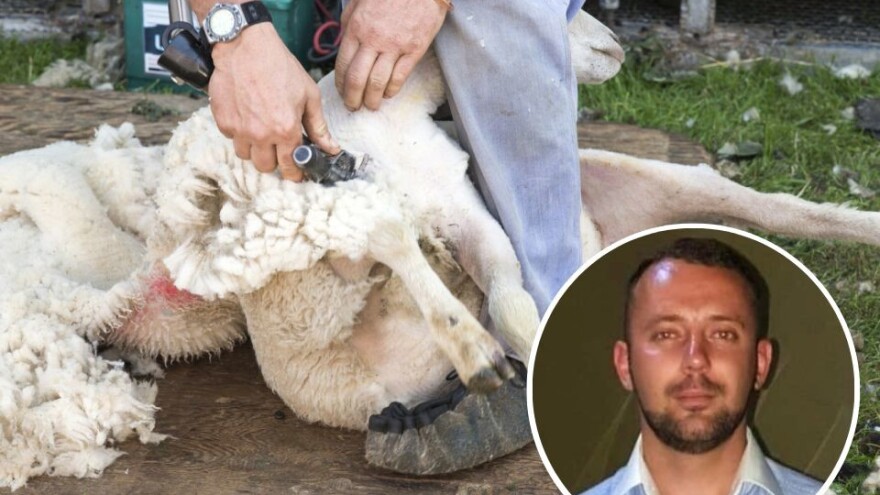 Najpoznatiji "frizer za ovce": Lea Sušića traže i čobani