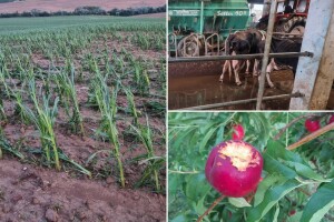 Uništeni usjevi, mehanizacija, isprepadana goveda - zbrajaju se štete nezapamćene oluje