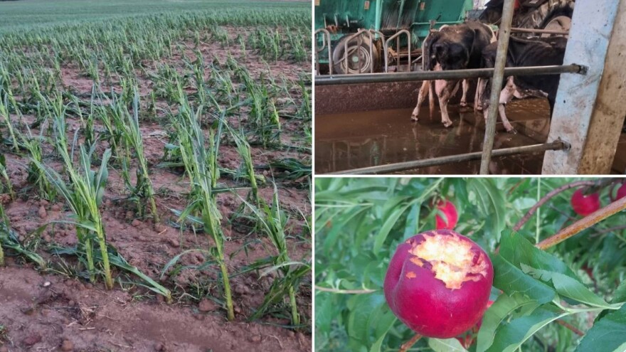 Uništeni usjevi, mehanizacija, isprepadana goveda - zbrajaju se štete nezapamćene oluje