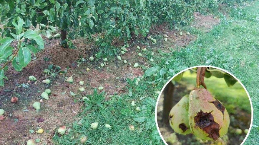 Led  poharao voćnjake: Oštećeno nekoliko stotina hektara nasada