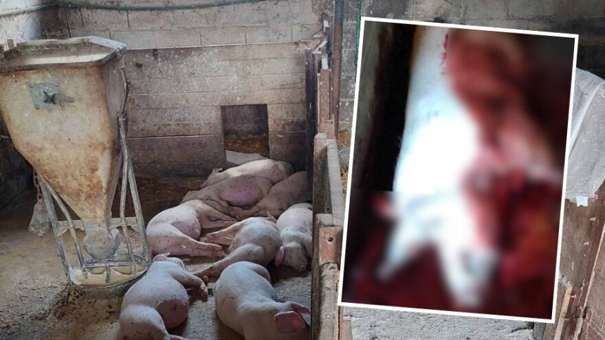 Uznemirujući sadržaj: Afrička svinjska kuga pustoši obore Posavine i Semberije