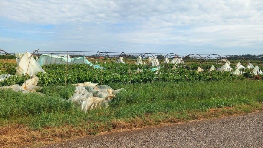 Popustili pod naletom oluje: Luki je ostalo šest od 20 plastenika