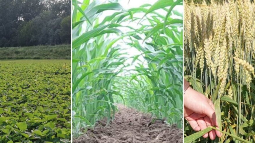 Pšenica u lošem stanju, kukuruz prihranite azotom