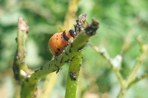 Kako prepoznati insekte - korisne, vrtne, invazivne...?