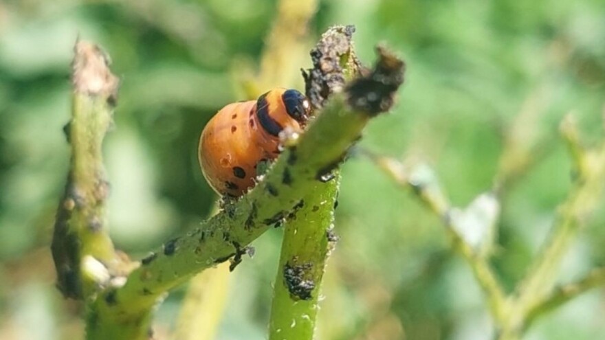 Kako prepoznati insekte - korisne, baštenske, invazivne...?