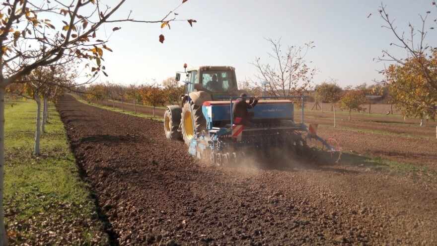 Tko kaže da ispod oraha uspijeva samo debela hladovina? Baš suprotno