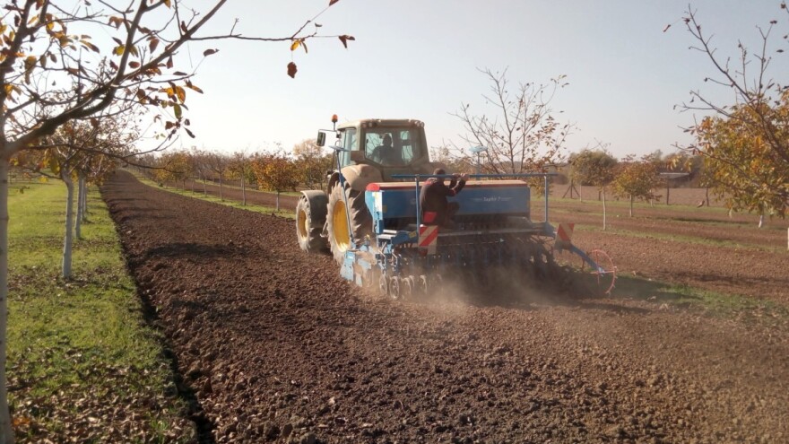 Tko kaže da ispod oraha uspijeva samo debela hladovina? Baš suprotno
