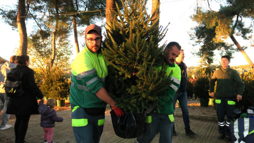 Ova božićna drvca nakon blagdana neće biti odbačena već posađena na prikladno mjesto