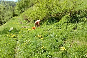 Vrijedna Đemila Tutnjević sama si je osmislila posao i sada kupci dolaze sami