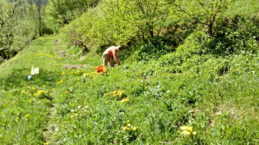 Vrijedna Đemila Tutnjević sama si je osmislila posao i sada kupci dolaze sami