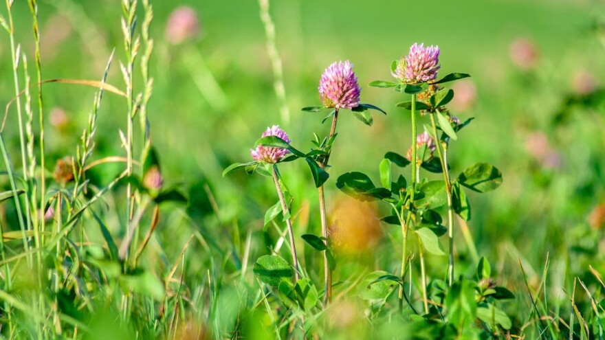 Gnojidba djetelinsko - travnih smjesa u ranu jesen