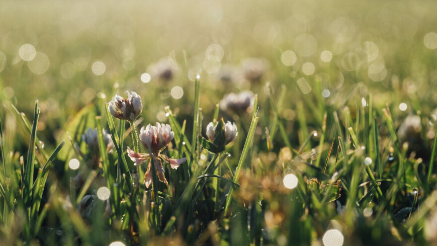 Prihranite travnjake prije zime