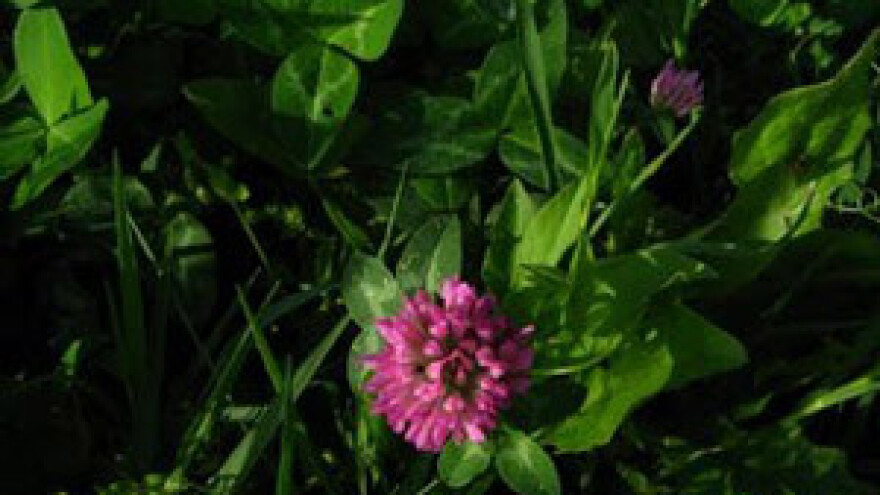 Međuusjevi poboljšavaju strukturu i plodnost tla