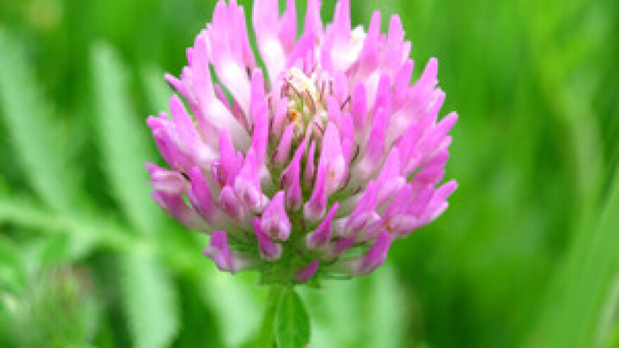 Sastavljanje smjesa trava i djetelina