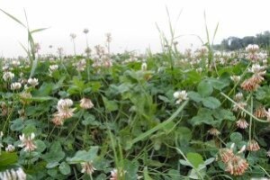 Supstitucija za Methyl bromide - BIO FUMIGACIJA TLA
