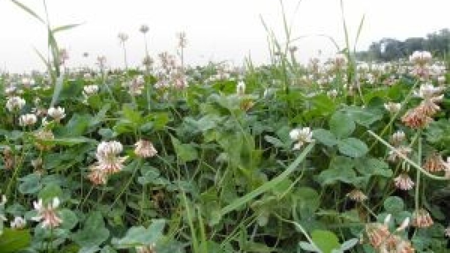 Supstitucija za Methyl bromide - BIO FUMIGACIJA TLA