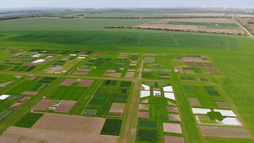 Međunarodno natjecanje u uzgoju ozime pšenice - ove godine online