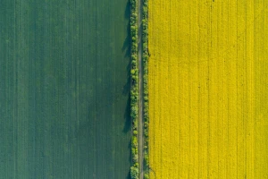 Evo kako ptice vide polja uljane repice u cvatu