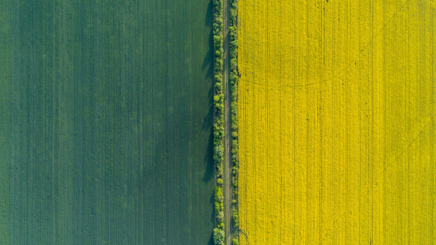 Evo kako ptice vide polja uljane repice u cvatu