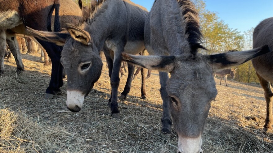 Zašto uzgajati magarce - korist je višestruka?