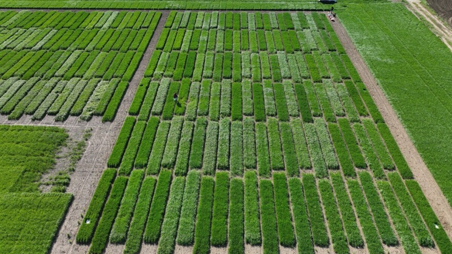 INTERREG projekat Hrvatska-Srbija: AI rešenja za otporniju i rodniju pšenicu