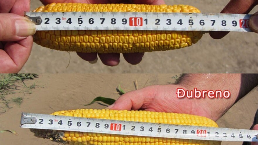 Drastična razlika u prinosu na osnovu đubrenja