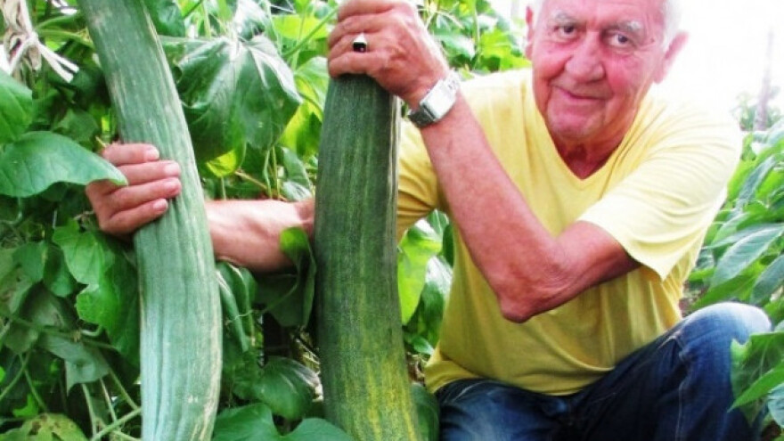 Uspijeva im jermenski krastavac, japansko voće...