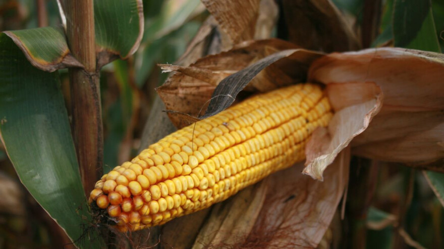 Produktna berza: Najviše se trgovalo kukuruzom po ceni od 16 do 16,3 dinara