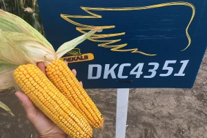DEKALB predstavlja dva nova hibrida za predstojeću setvu
