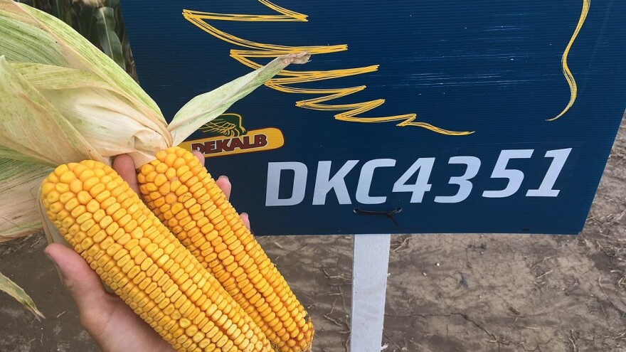 DEKALB predstavlja dva nova hibrida za predstojeću setvu