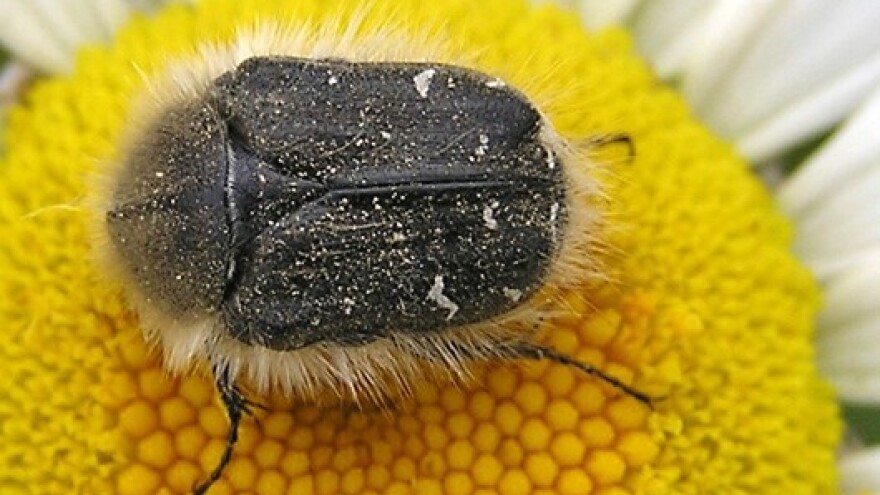 Masovna pojava dlakavog ružičara na uljanoj repici