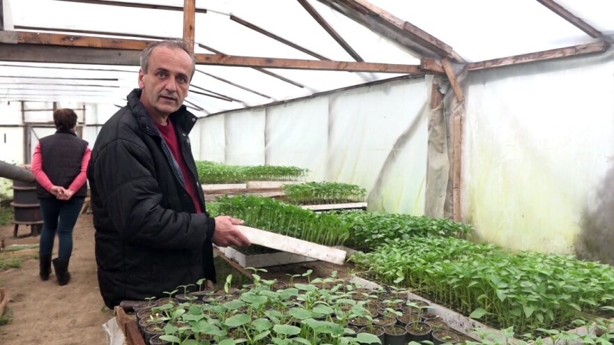 Već deceniju proizvodi rasad: "Ove godine, cijene su više"