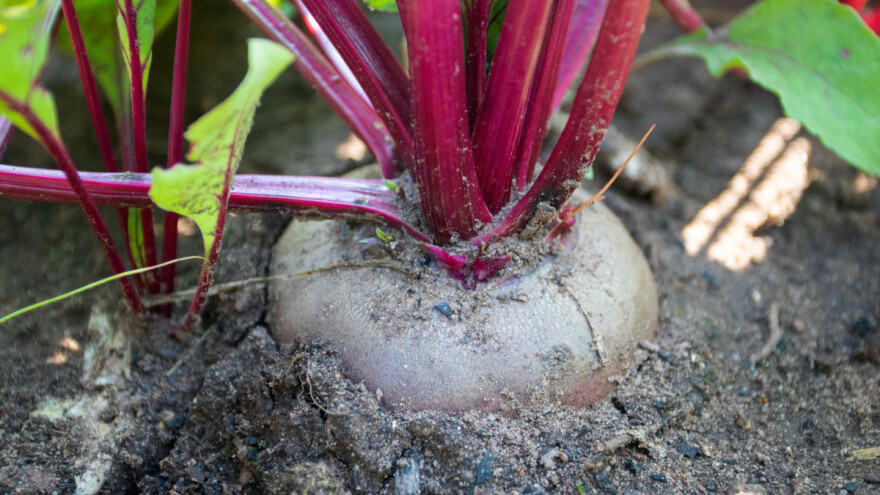 Cvekla se ne seje pregusto, kada i kako je proređivati?