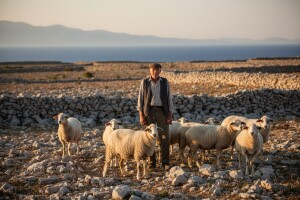 Do paške janjetine je malo teže doći!