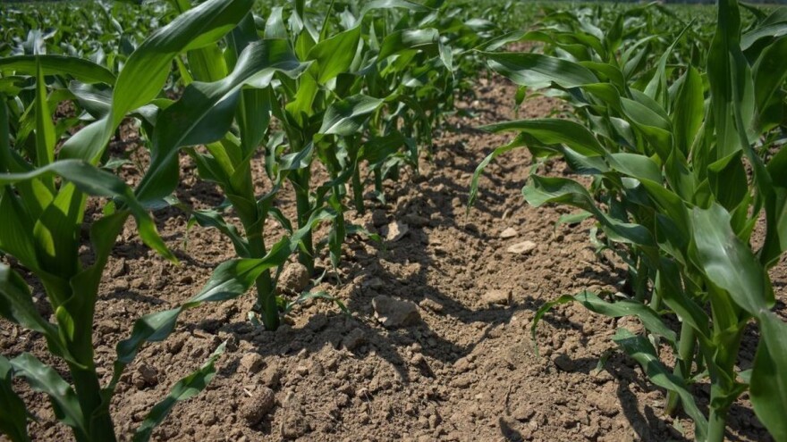 Suzbijanje korova u kukuruzu nakon nicanja