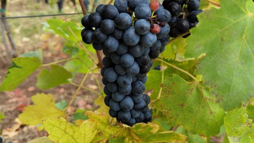 Tamjanika: Sorta koja je stigla u Srbiju pre pet vekova