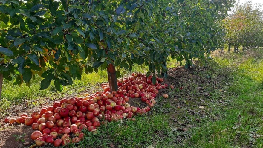 Dobar rod jabuke, ali nedovoljna vrednost - gde je problem?