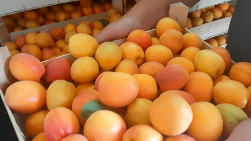 Pokrenuta inicijativa za zaštitu i brendiranje čačanske kajsije