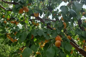 Izaberite sortu kajsije prema njenim karakteristikama