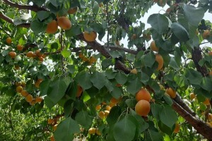 Izaberite sortu kajsije prema njenim karakteristikama