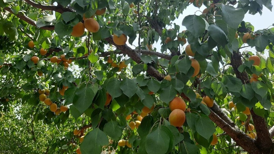 Izaberite sortu kajsije prema njenim karakteristikama