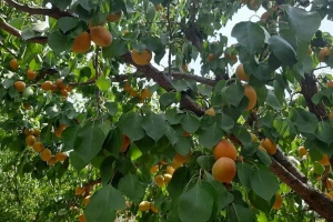 Izaberite sortu kajsije prema njenim karakteristikama